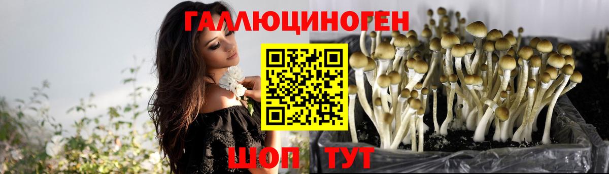 Псилоцибиновые грибы MAGIC MUSHROOMS  Вход с VPN  Элиста 